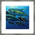 Yellowfin Framed Print