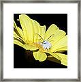 There's A Fairy In My Flower Framed Print