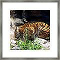 Thirsty Kitty Framed Print