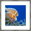 Common Anemonefish Micronesia Framed Print