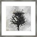 Thistle Framed Print