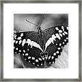 Thoas Swallowtail Ii Framed Print