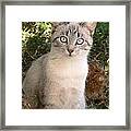 Those Eyes Framed Print