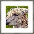 Thoughtful Llama Framed Print
