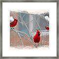 Three Cardinals In A Tree Framed Print