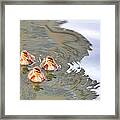 Three Ducklings Swimming In Lake Framed Print