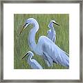 Three Egrets Framed Print