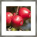 Three Fresh Red Apples On A Apple Tree Framed Print