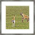Three Gazelle Fawns Gazella Thomsoni Framed Print