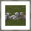 Three Lambs Framed Print