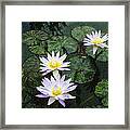 Three Lilies Framed Print