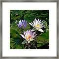 Three Lilys Framed Print