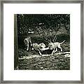Three Lions At The Bronx Zoo In New York Framed Print
