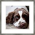 Three Month Old English Springer Spaniel Framed Print