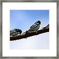 Three Tree Swallows Framed Print