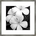 Three Plumeria Flowers In Black And White Framed Print