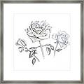 Three Roses Framed Print