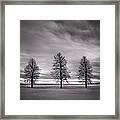 Three Trees Framed Print