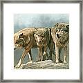 Three Wolves Framed Print