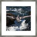 Through The Eyes Of A Pelican Framed Print