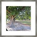 Through The Orchard Framed Print