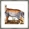 Tibetan Sand Fox Framed Print