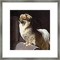 Tibetan Spaniel Painting Framed Print