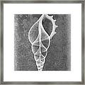 Tibia Sea Shell X-ray Art Framed Print