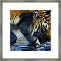 Tiger 2 Framed Print