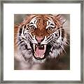 Tiger Framed Print