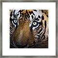 Tiger Close-up Framed Print
