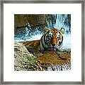 Tiger Cool Aid Framed Print