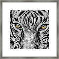 Tiger Eyes Framed Print