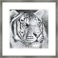 Tiger Framed Print