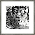 Tiger In Black And White Framed Print