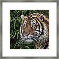 Tiger In The Bush Framed Print