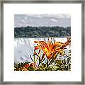 Tiger Lily With A Blurred Falls Framed Print