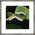 Tiger Longwing Caterpillars Peruvian Framed Print