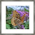 Tiger Moth Speyeria Aphrodite Feeding On Butterfly Bush Framed Print