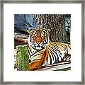 Tiger Portrait Framed Print