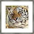 Tiger Portrait Framed Print