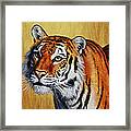 Tiger Portrait Framed Print