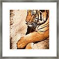 Tiger Resting Framed Print