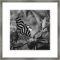 Tiger Stripe Butterfly Framed Print