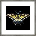 Tiger Swallowtail Butterfly Bedazzled Framed Print
