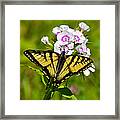 Tiger Swallowtail Butterfly Framed Print
