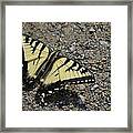 Tiger Swallowtail Framed Print
