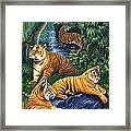 Tigers Framed Print