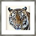 Tigris Framed Print