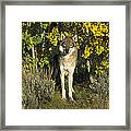 Timber Wolf Among Aspens Idaho Framed Print